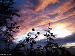 2902 photo