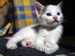 76 photo