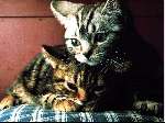83 photo