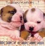 148 photo