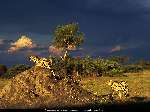 311 photo
